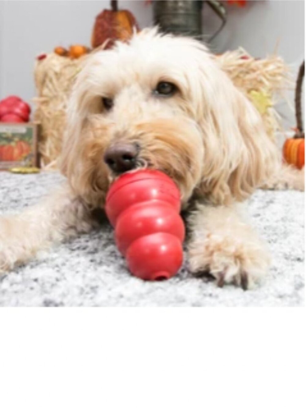 Red Kong Dog Toy Size Medium -- Discounted Shipping for Likers, Make an Offer!